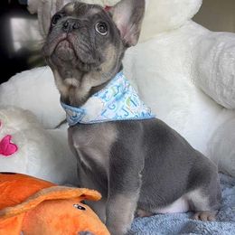 French Bulldog Puppies from LCBMM