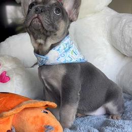 French Bulldog Puppies from LCBMM