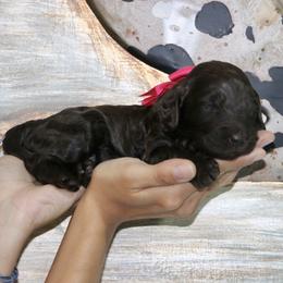 Pink - Chocolate female Australian Labradoodle puppy in Milton, North Carolina from Good Day Doodles