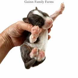 Chop chop lollipop - Merle female Bernedoodle puppy in Grove, Oklahoma from Guinn Family Farms