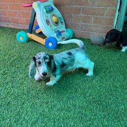 Randy Travis - Dapple male Dachshund puppy in Irving, Texas from DFW Dachshunds by G & S