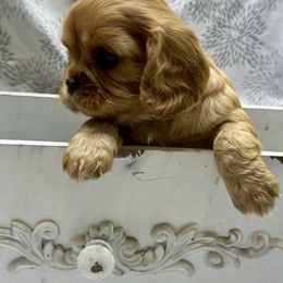 Cavalier King Charles Spaniel and Labrador Retriever Puppies from Happy Tails Kennel