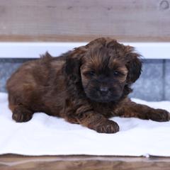 Jade - Red female Whoodle puppy in West Bend, Iowa from Blue Skies Terriers