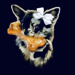 Chihuahua puppies from Cincy Chis
