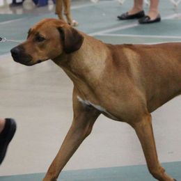 Rhodesian Ridgebacks from Tijuca Ridgebacks
