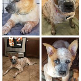 Australian Cattle Dog and Australian Shepherd Puppies from Silver Bitch Stables