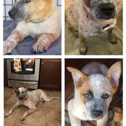Australian Cattle Dog and Australian Shepherd Puppies from Silver Bitch Stables