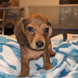 Neo - Wild boar and cream female Dachshund puppy in Watertown, Massachusetts from Jae’s Puppy House