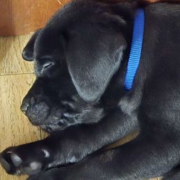 Boy 5 - Labrador Retriever puppy from Patton's Triple Pine Farm