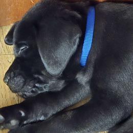 Boy 5 - Labrador Retriever puppy from Patton's Triple Pine Farm