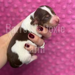 Prancie - Piebald female Dachshund puppy in Oklahoma City, Oklahoma from Barrett’s Doxie Farm
