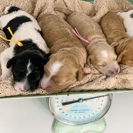 Cavapoo Puppies from The Cuddle Cavapoo Co.