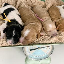 Cavapoo Puppies from The Cuddle Cavapoo Co.