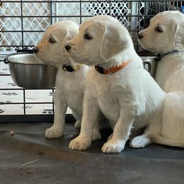 Bernedoodle and Goldendoodle Puppies from White Oak