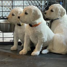 Bernedoodle and Goldendoodle Puppies from White Oak