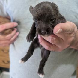 DaoDog Choco Cookie - Chocolate male Chinese Crested puppy in Highland Park, Michigan from Family Kennel Dao Dog