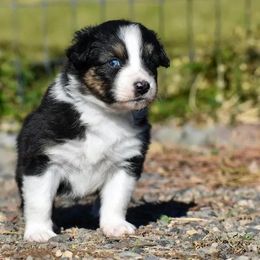 Pearl - Black tri-color female Australian Shepherd puppy in Prineville, Oregon from KC’s Aussies