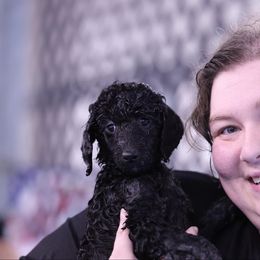 Poodle Puppies from Pawsable Prospects
