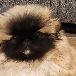 Pekingese from Con-Lea Pekingese kennel