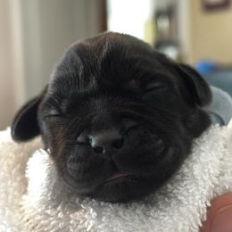 Burrito - Black male Labrador Retriever puppy in Malabar, Florida from Mythic Labradors, LLC