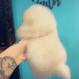 Pomeranian Puppies from A Sample Of Gods Love Kennels