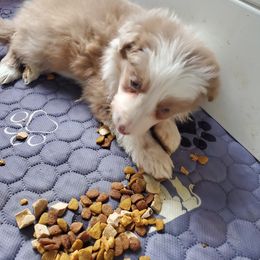 Lilac Female - Lilac female Border Collie puppy in Chester, Vermont from Countryside Border Collies