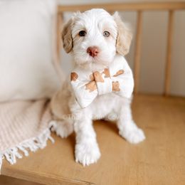 Australian Labradoodle and Goldendoodle Puppies from The Doodle Cove