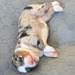Grey collar - Blue merle female Miniature American Shepherd puppy in Pueblo West, Colorado from Bear River Ranch LLC