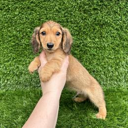 Finn - Wild boar male Dachshund puppy in Smithville, Oklahoma from Bristy’s Pampered Pups