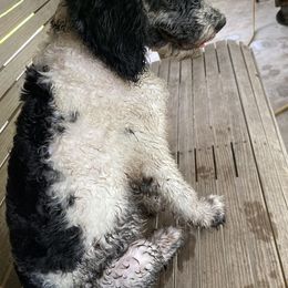 Sheepadoodle Puppies from Roughneck Doodles