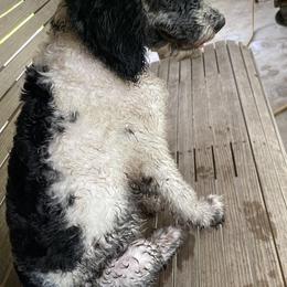 Sheepadoodle Puppies from Roughneck Doodles