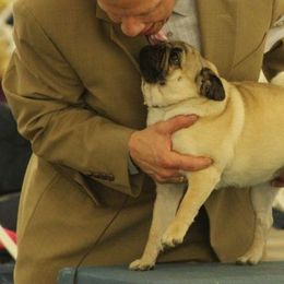 Pugs from Toadehall Pugs