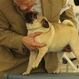 Pugs from Toadehall Pugs
