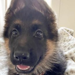 German Shepherds from Aliceeann's German Shepherds
