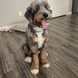 Ella - Bernedoodle