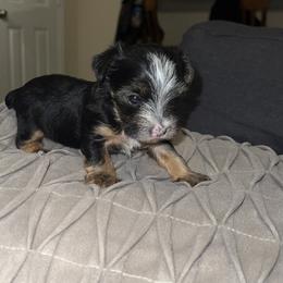 Lady Diana - Black and tan female Yorkshire Terrier puppy in Humble, Texas from Spoiled Paw Paw Yorkies
