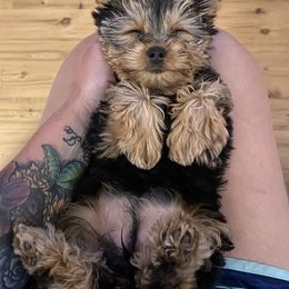 Poodle, Yorkipoo, and Yorkshire Terrier Puppies from Yorkie Oodle Doodle
