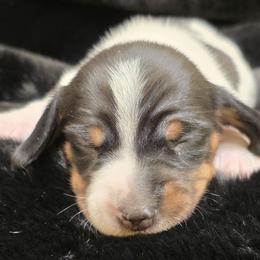 Baby Girl 1 - Jersey - Piebald female Dachshund puppy in Salem, Oregon from Long'd Fore Dachshunds