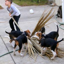 American Foxhound and American Staffordshire Terrier Puppies from Whitlow Kennel