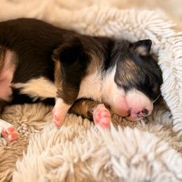 Olive - Black tri-color female Australian Shepherd puppy in Morehead City, North Carolina from Crab Point Australian Shepherds