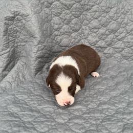 Girl 3 - Red female Border Collie puppy in Centerville, Washington from Forthright Farms