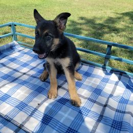 German Shepherd Puppies from Bryan German Shepherds
