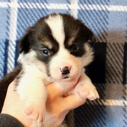 Dodge - Black and tan male Pembroke Welsh Corgi puppy in Greentop, Missouri from Sevits Corgis & Golden Retrievers