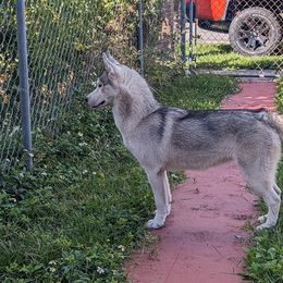 Girl Pink (Formerly Orange) - Gray and white Siberian Husky puppy in Coral Gables, Florida from Coral Gables Siberians