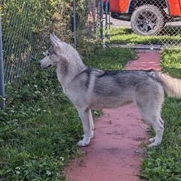 Girl Pink (Formerly Orange) - Gray and white Siberian Husky puppy in Coral Gables, Florida from Coral Gables Siberians