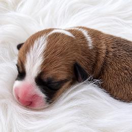 Red Boy - Sable male Pembroke Welsh Corgi puppy in Port St. Lucie, Florida from AW Corgis
