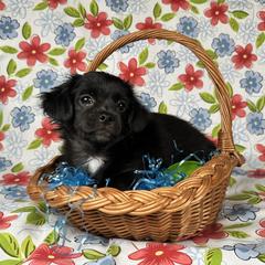 Boy 2 - Mi-Ki puppy from Metro Mi-kis