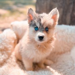 Phoenix - Merle male Pomsky puppy in Cleveland, Ohio from Lake Point Pomskies