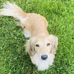 Lana - Dachshund