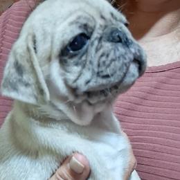 Lilac or White Male with blue eye and blue Merle eye - White male Pug puppy in Gadsden, Alabama from Carla's Pugs